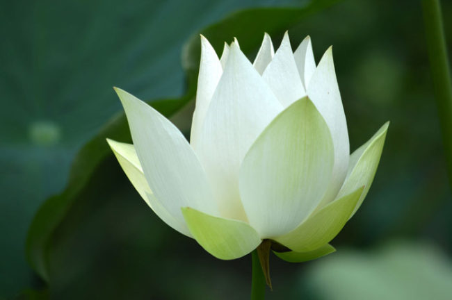 Lotus Flower Lotus Flower