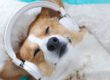 dog listening to guided meditation