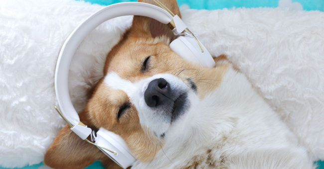 dog listening to guided meditation