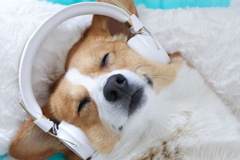 dog listening to guided meditation