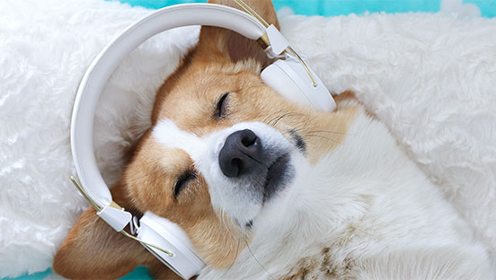 dog listening to guided meditation